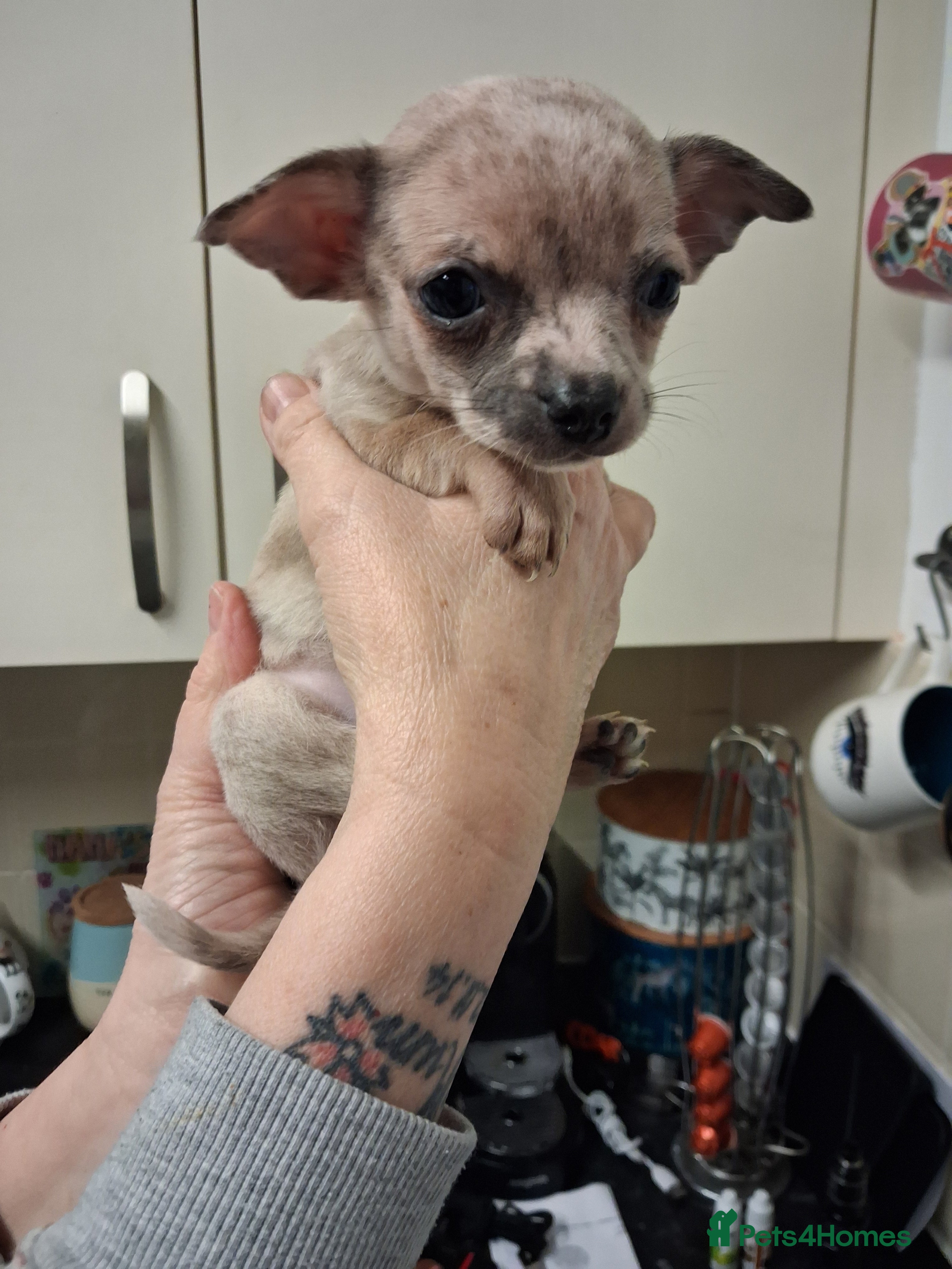 Chihuahua dogs Stunning merle - Advert 2