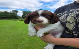 English Springer Spaniel dogs for sale: Beautiful Springer Spaniel Pups for Sale - Image 6