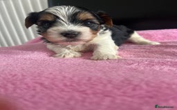 Biewer Terrier dogs for sale: 5 Adorable Purebred Biewer Terriers - Image 11