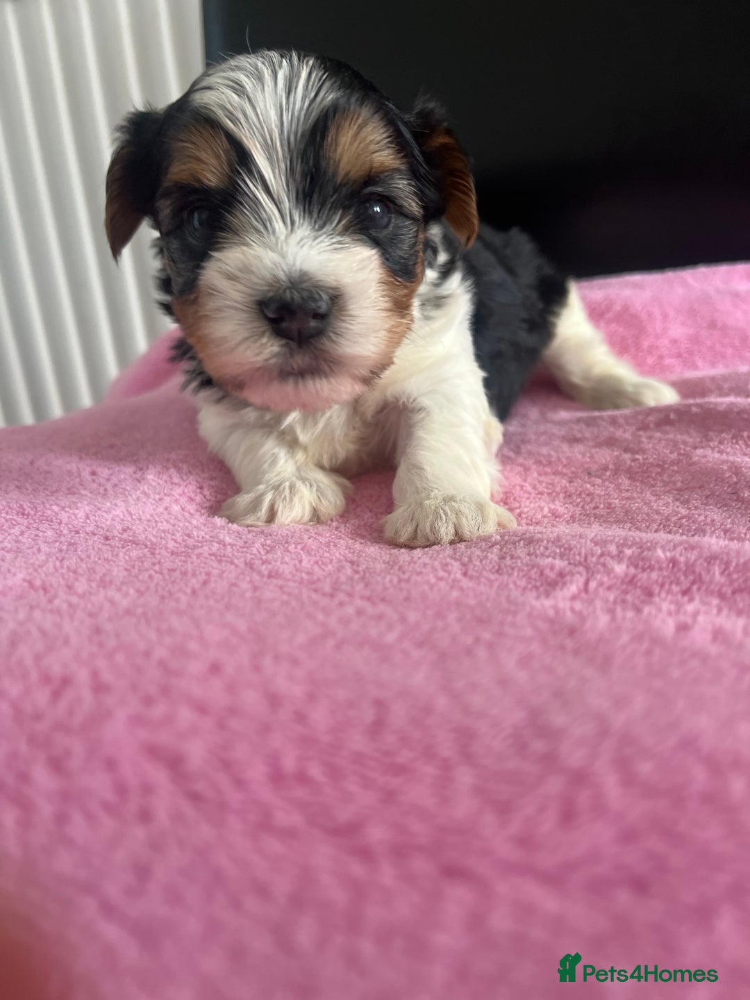 Biewer Terrier dogs for sale: 5 Adorable Purebred Biewer Terriers - Image 11