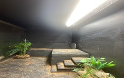 Bearded Dragon reptiles for sale: Bearded dragon for sale - Image 5