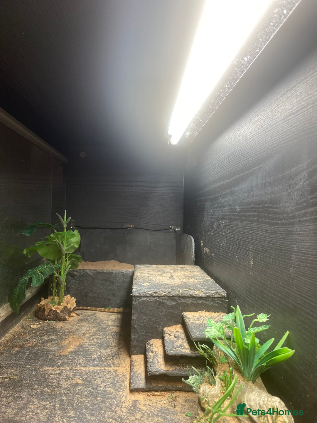 Bearded Dragon reptiles for sale: Bearded dragon for sale - Image 5