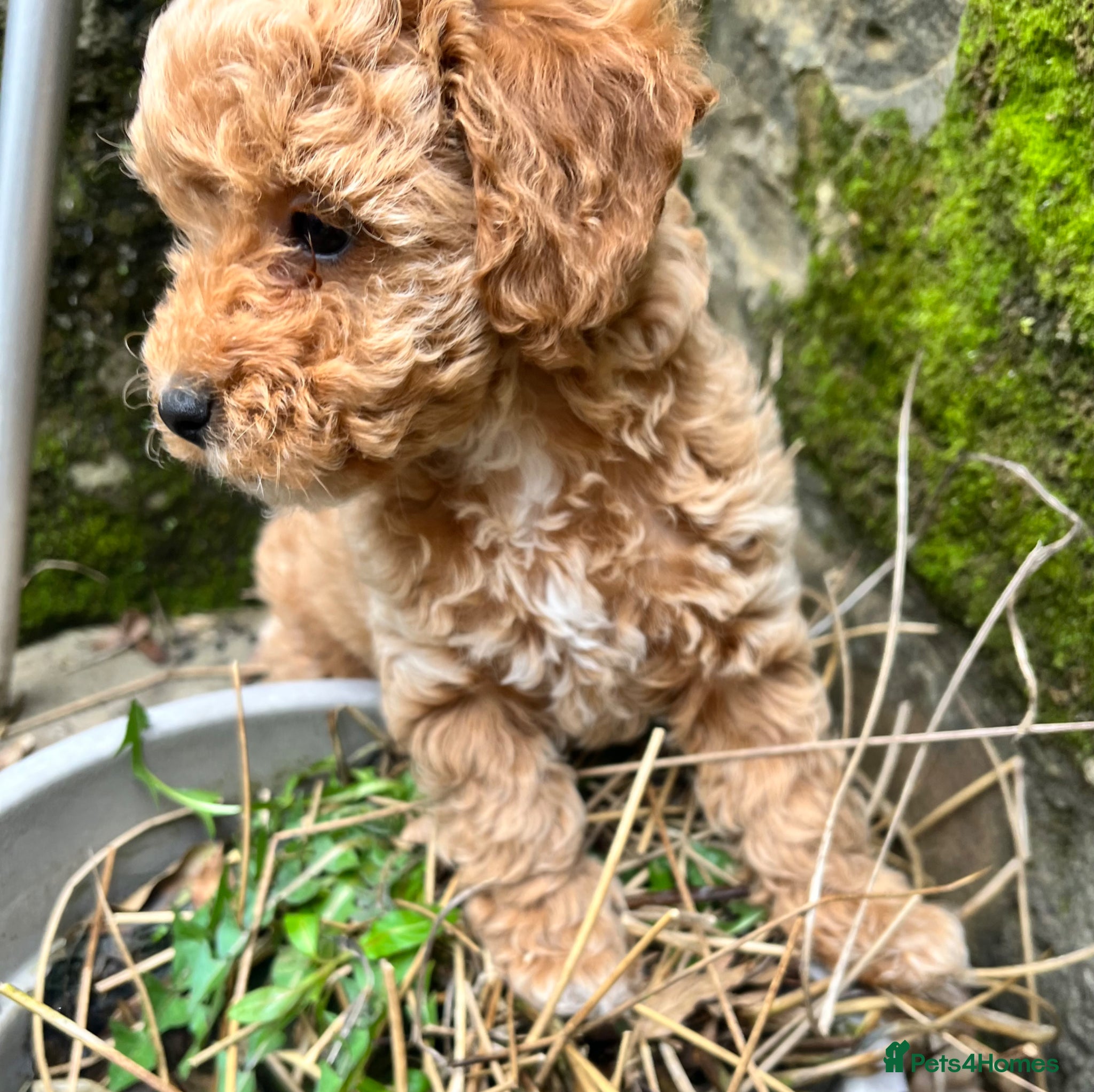 Cockapoo dogs 3 Beautiful Cockapoo Girls  - Advert 2