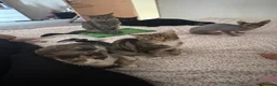 Mixed Breed cats for sale: 2 tabby girls  - Advert 4
