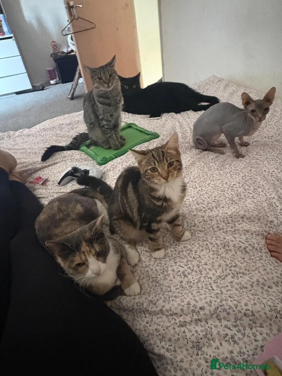 Mixed Breed cats for sale: 2 tabby girls  - Advert 4