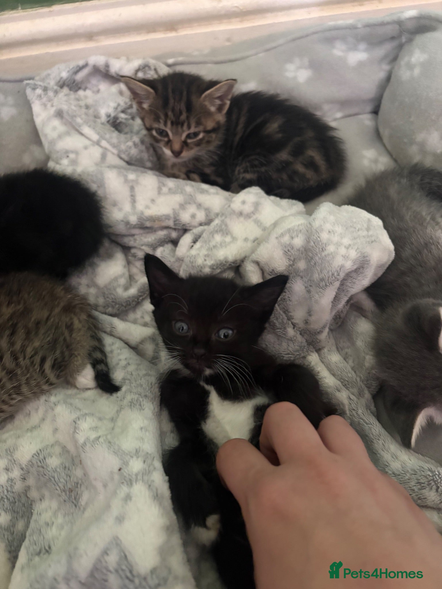 Persian cats Ready now!Long haired Persian x kitten - Advert 15