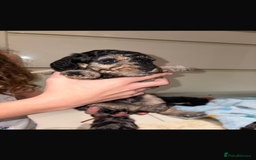 Miniature Poodle dogs for sale: Miniature Merle poodle puppies 🌈🐶❤️ - Advert 27