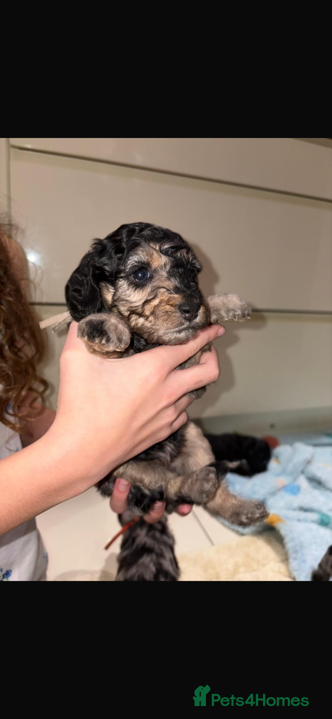 Miniature Poodle dogs for sale: Miniature Merle poodle puppies 🌈🐶❤️ - Advert 27