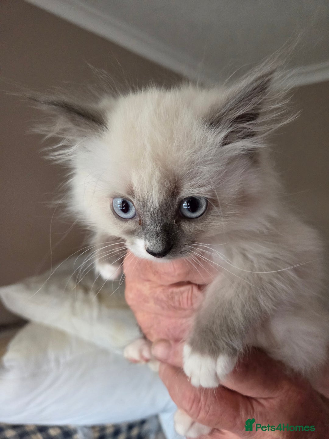 Ragdoll cats for sale: Ragdoll cross Somali kittens  - Image 11