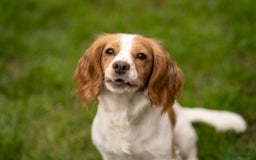 Cocker Spaniel dogs for sale: KC Reg Working Cocker Spaniels (Golden) - Image 2