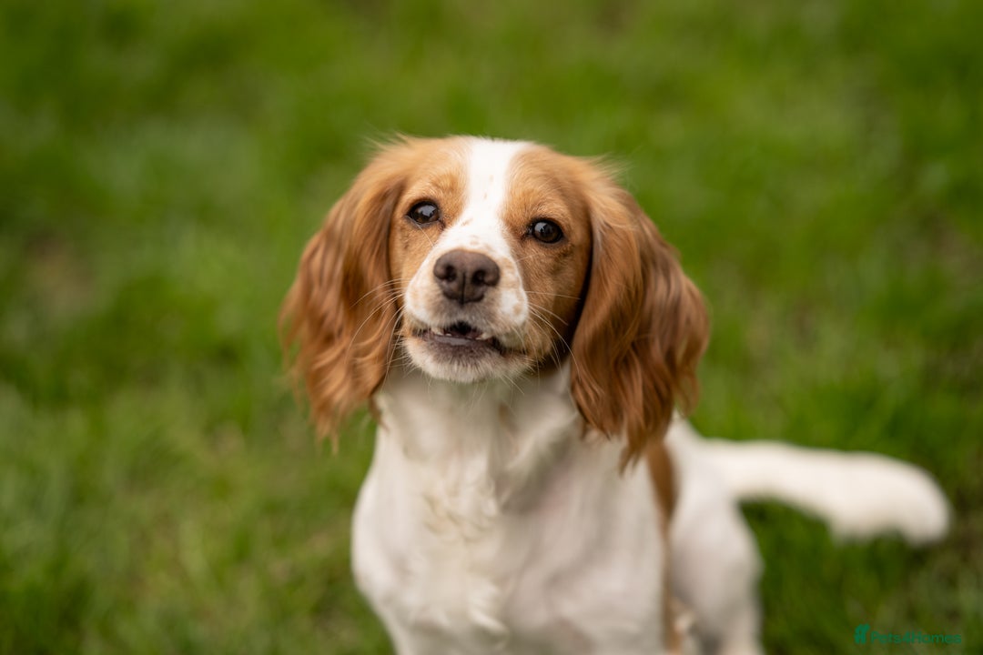 Cocker Spaniel dogs for sale: KC Reg Working Cocker Spaniels (Golden) - Image 2