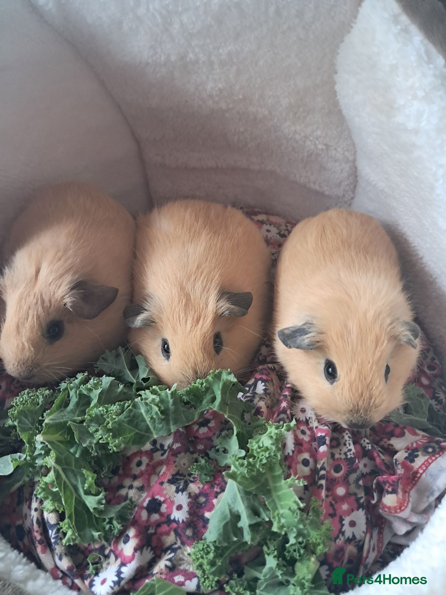 Guinea Pig rodents PURE CALIFORNIAN BABY GUINEA PIGS - Advert 9