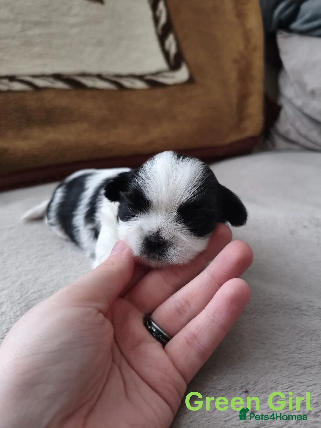 Shih Tzu dogs for sale: Pure Shih Tzu Puppies  - Advert 13