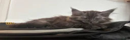 Maine Coon cats for sale: REDUCED TICA Black Smoke Maine Coon Girls - Advert 23