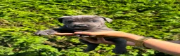 Cane Corso dogs for sale: Cane Corso puppies - Advert 25