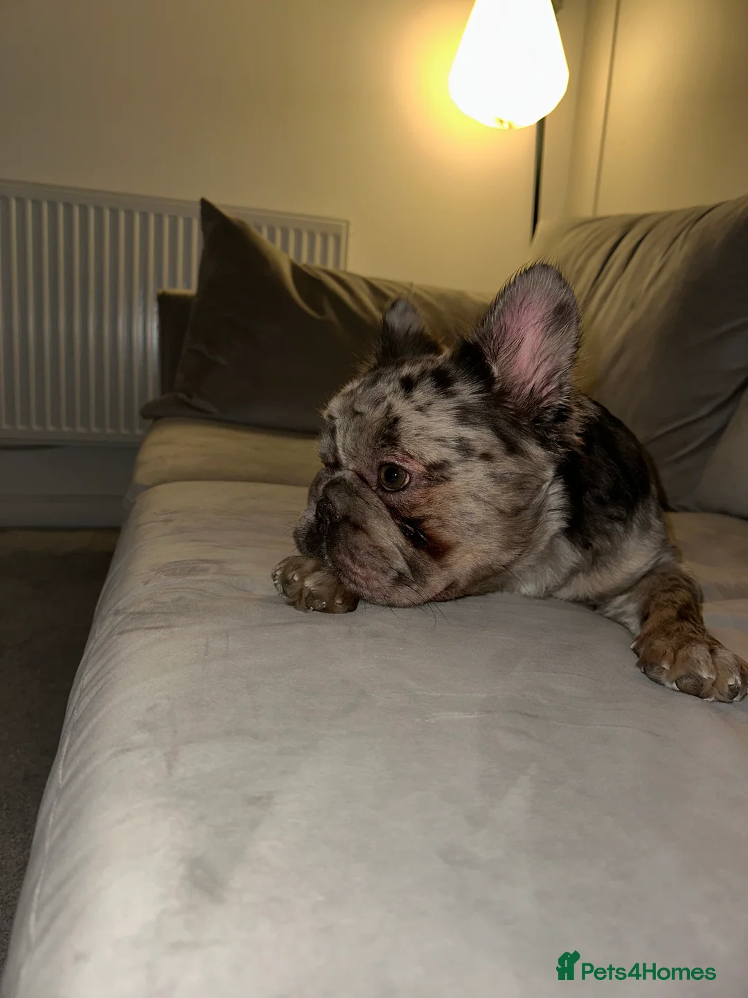 French Bulldog dogs for sale: 🐾 Forever Home Wanted for Bodhi French Bulldog 🐾 - Advert 5