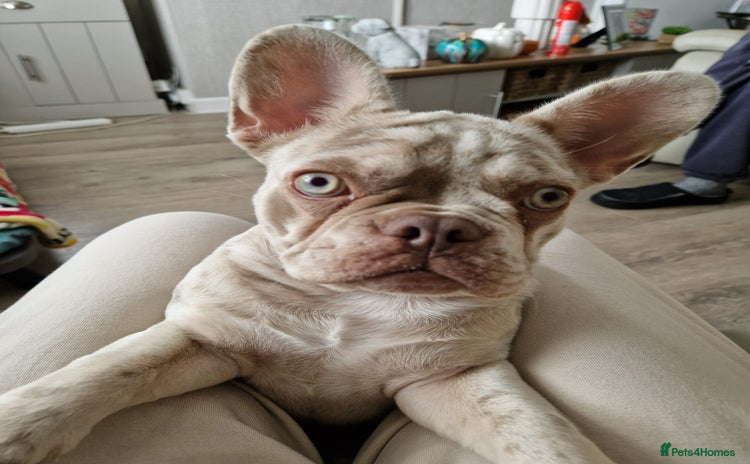French Bulldog dogs - Advert 1