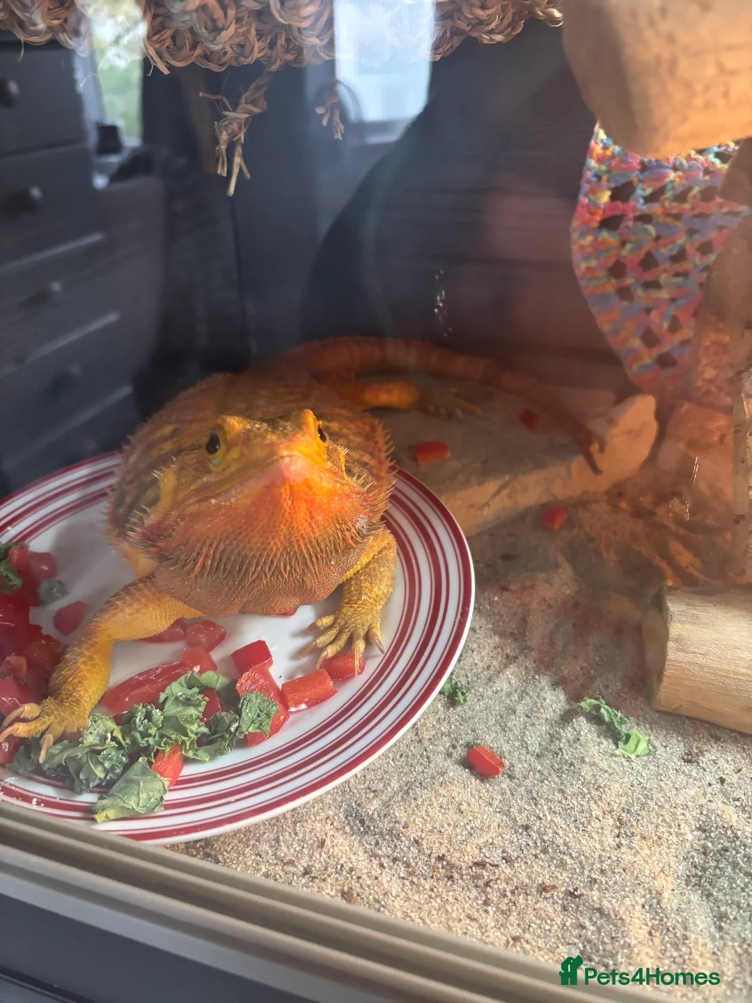 Bearded Dragon reptiles for sale: Beautiful Bearded Dragon Female - Advert 1