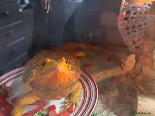 Bearded Dragon reptiles Beautiful Bearded Dragon Female - Advert 1