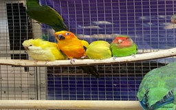 Parrots birds for sale: LOOK! BIRDS/PARAKEETS/PARROTS AVAILABLE  - Image 17