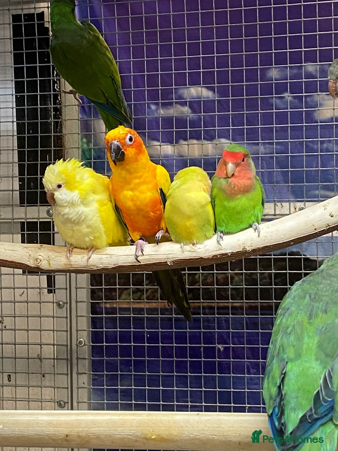 Parrots birds for sale: LOOK! BIRDS/PARAKEETS/PARROTS AVAILABLE  - Image 17