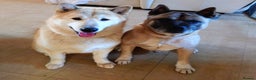 Mixed Breed dogs for sale: Akita/malamute  - Advert 2
