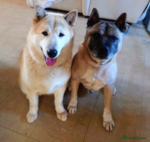 Mixed Breed dogs Akita/malamute - Advert 12