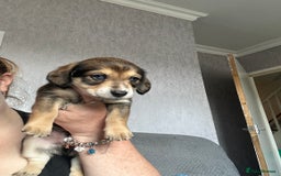 Mixed Breed dogs for sale: Husky cross dashound rare breed  - Image 1