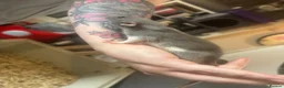 Rat rodents for sale: Rats for sale  - Advert 18