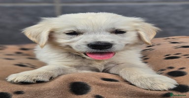 Golden Retriever dogs - Advert 6