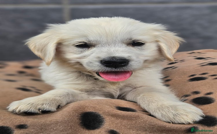 Golden Retriever dogs - Advert 11