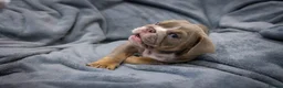 English Bulldog dogs for sale: English bulldog puppies ready to go now in Glasgow - Advert 16