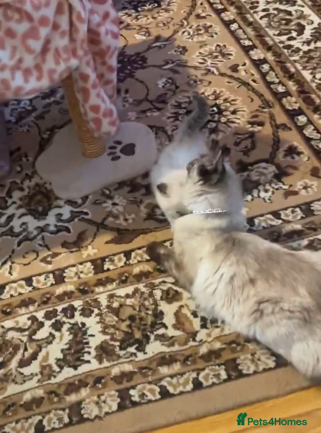 Ragdoll cats for sale:  Beautiful Ragdoll Kittens * 3 BoYs *  - Image 11