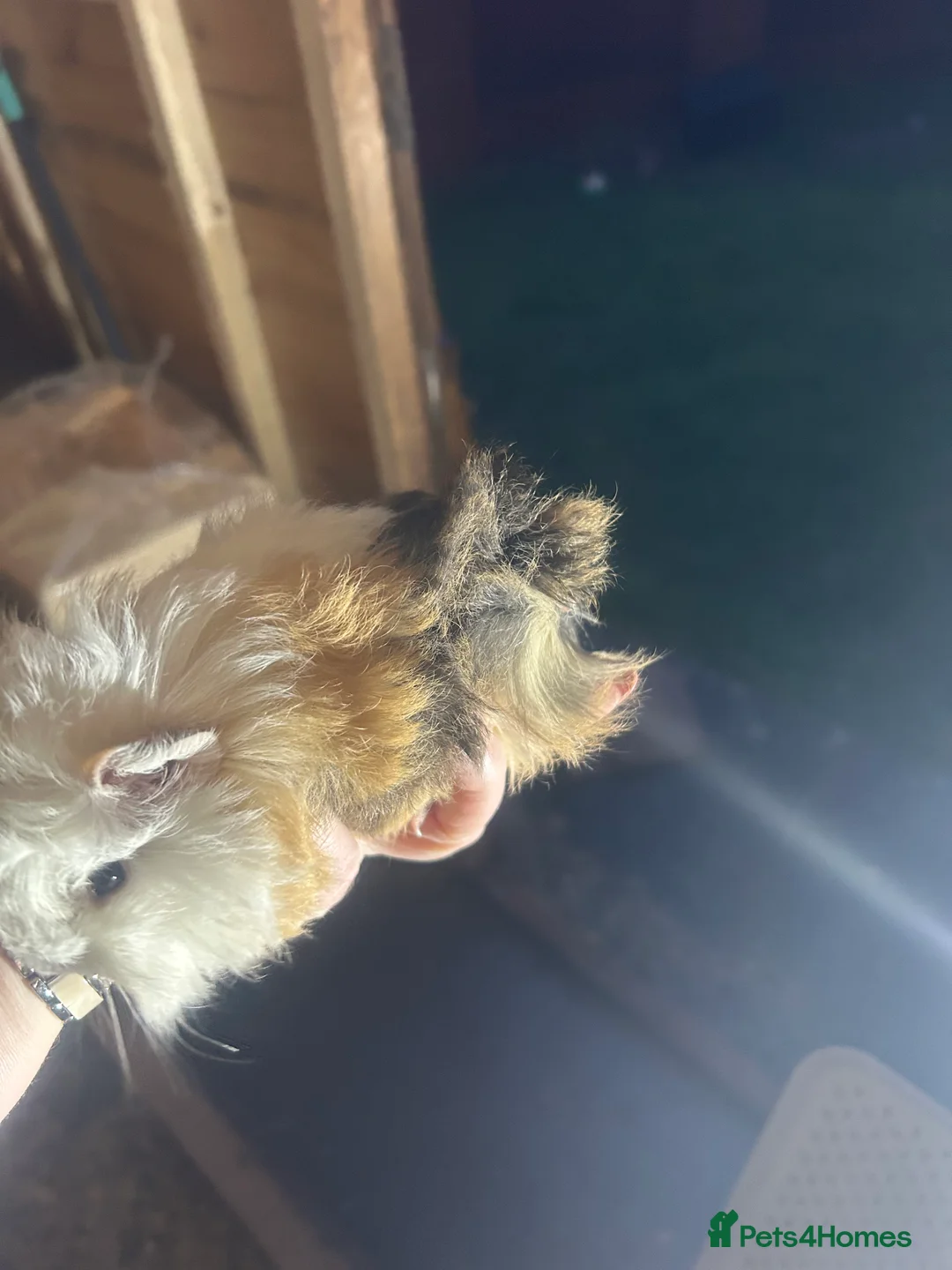 Guinea Pig rodents for sale: Longhair guineapigs  - Advert 15