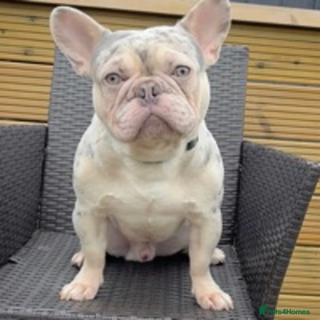 French Bulldog dogs for stud: LILAC AND TAN MERLE FRENCH BULLDOG STUD in Sunderland - Advert 8