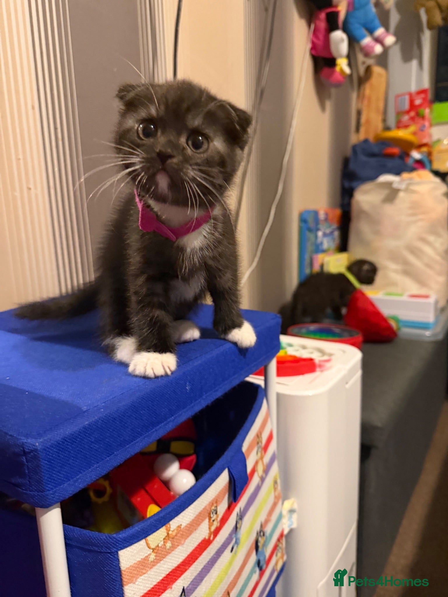 Mixed Breed cats BritishShorthair&ScottishFold Kittens - Advert 10