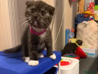 Mixed Breed cats BritishShorthair&ScottishFold Kittens - Advert 10