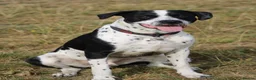 Mixed Breed dogs for sale: 10/11month old dog for rehoming  - Advert 2