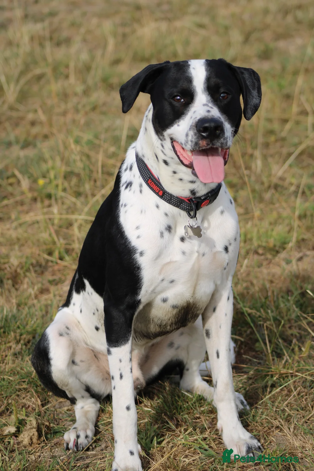 Mixed Breed dogs for sale: 10/11month old dog for rehoming  - Advert 2