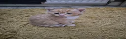 British Longhair cats for sale: Stunning Female Ginger Kittens - Advert 23