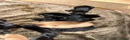 Labrador Retriever dogs for sale: Black Labrador Pups, KC Registered, 2 F, 1 M.  - Advert 5