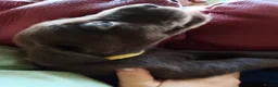 Labrador Retriever dogs for sale: Labrador Puppies Black & Chocolate Ready 31st Oct - Advert 25