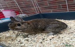 Netherland Dwarf rabbits for sale: Pure Netherland dwarfs  - Image 12