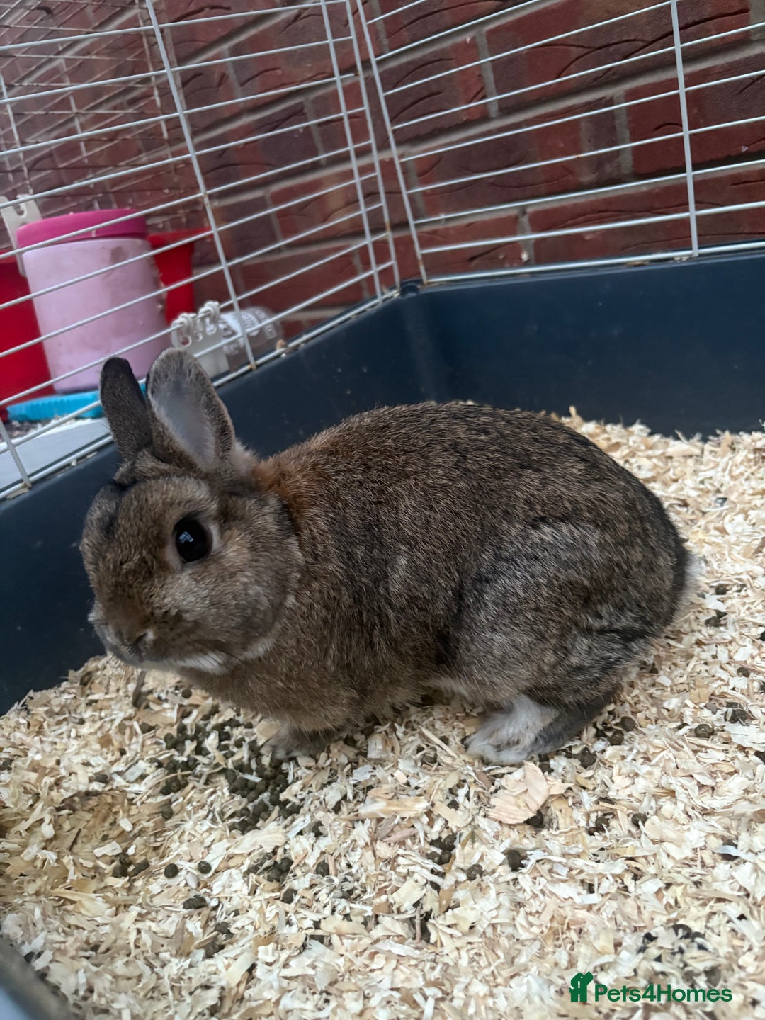 Netherland Dwarf rabbits for sale: Pure Netherland dwarfs  - Image 12