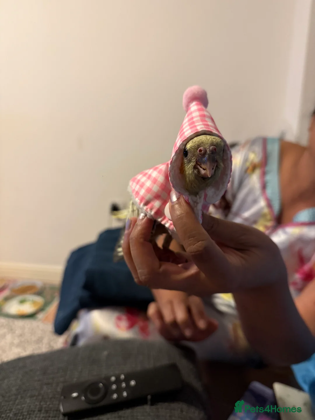 Cockatiels birds for sale: Handtame Cockatiel Daughter for Loving Home - Advert 2