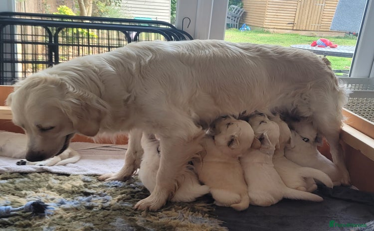 Golden Retriever dogs - Advert 10