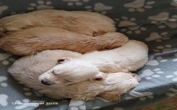 Golden Retriever dogs for sale: KC Registered Golden Retriever Pups - Image 5