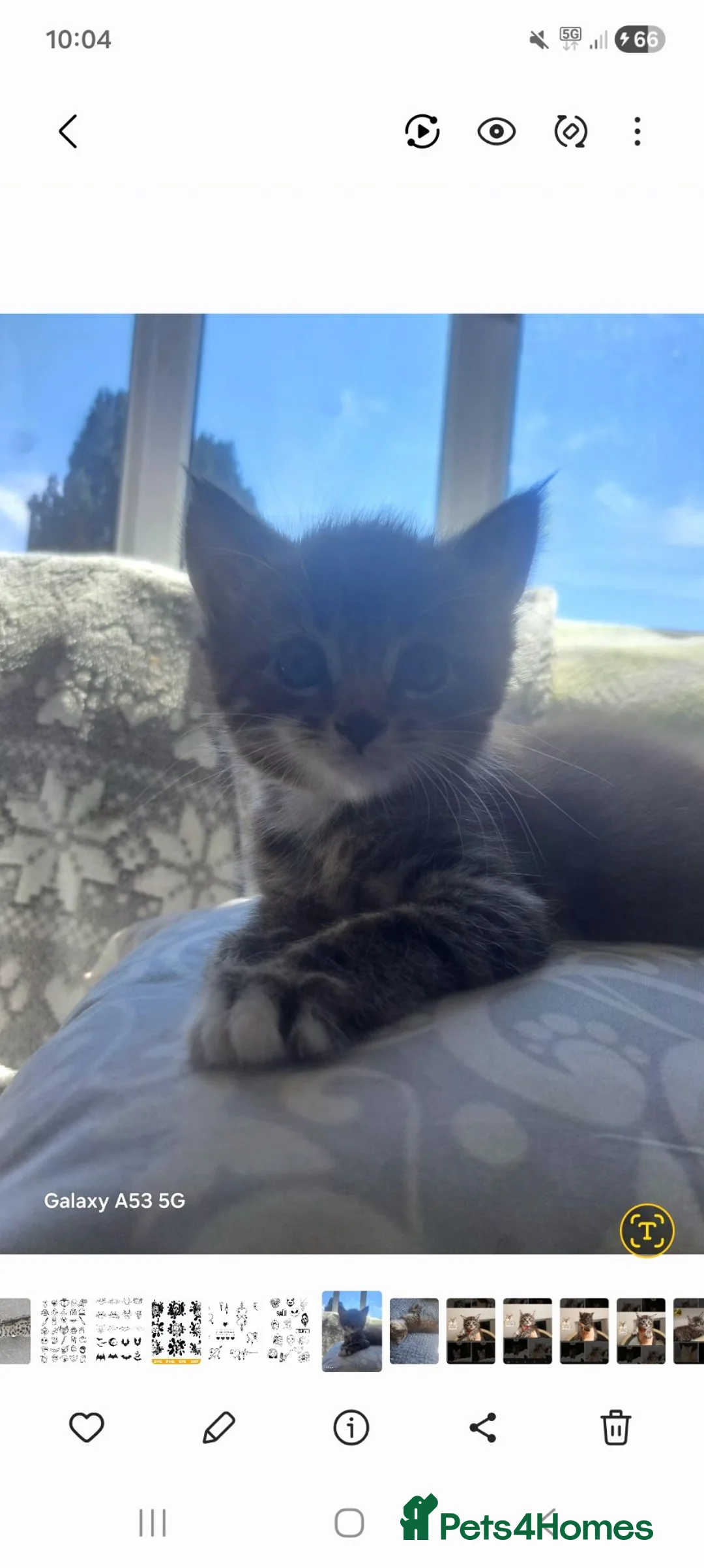 Mixed Breed cats for sale: 1 beautiful male kitten. - Advert 1