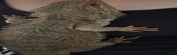 Bearded Dragon reptiles for sale: Male bearded dragon and full setup  - Advert 5