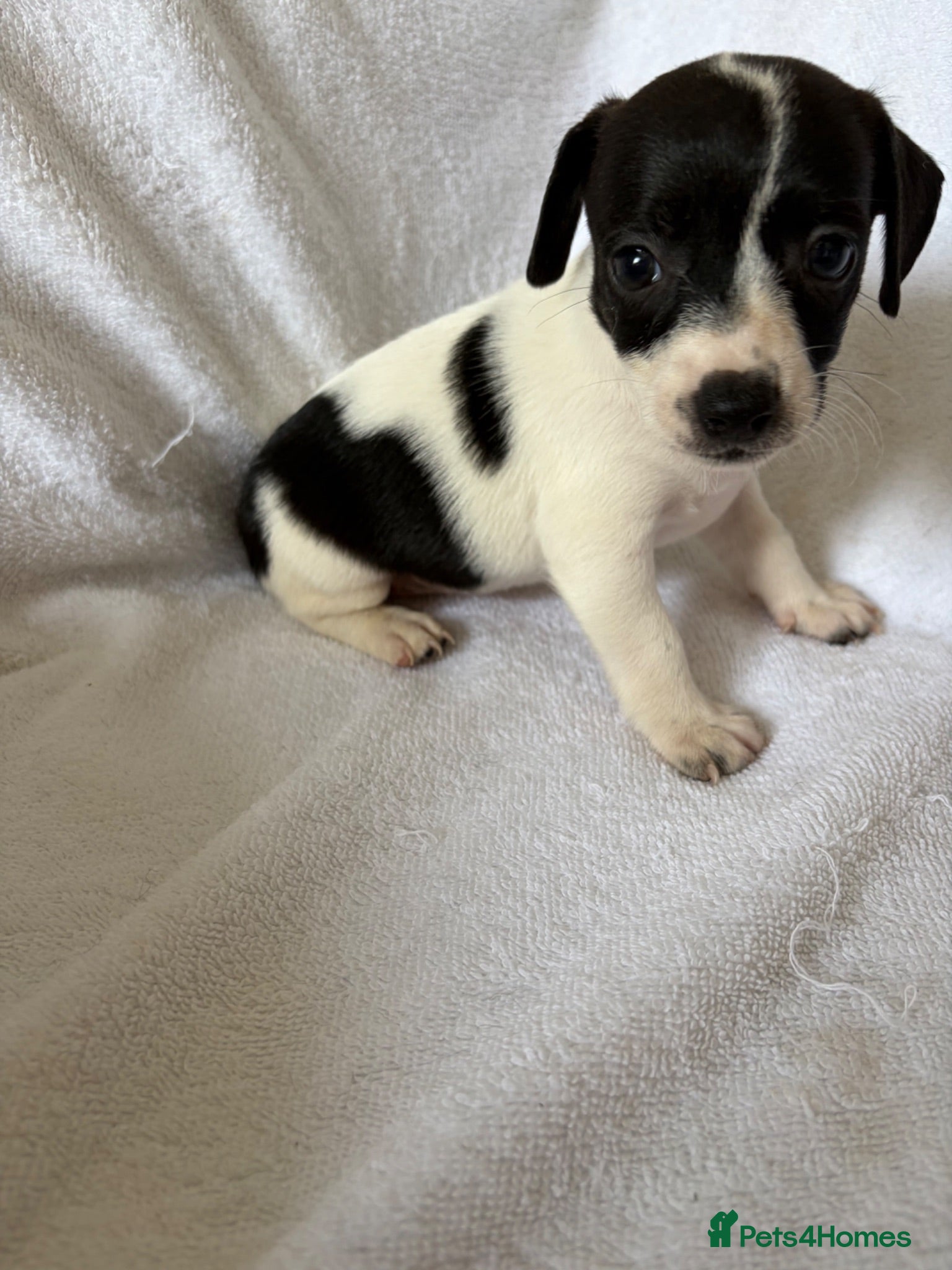 Jack Russell dogs 5 jack russell puppies for sale  - Advert 16
